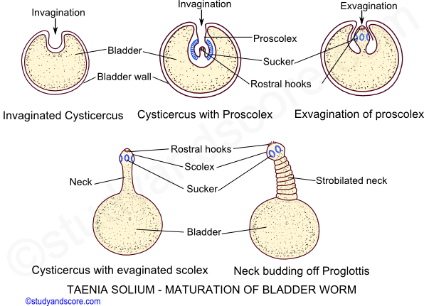 life cycle of taenia solium, maturation of bladder worm, invagination, exvagination, strobilation, strobila,